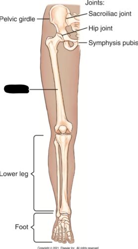 RAD 135 Chapter 7 Femur And Pelvic Girdle Flashcards Quizlet