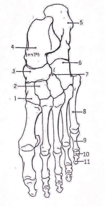 Foot Diagram Diagram | Quizlet