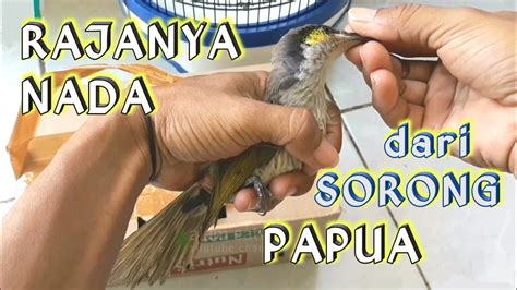 Gak Perlu Punya Cungkok Cucak Rowo Suara Burung Ini Mewah Sekali