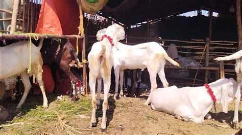 Rajanpuri Bakre Makhi Chena Bakre Qurbani Camel Turkey