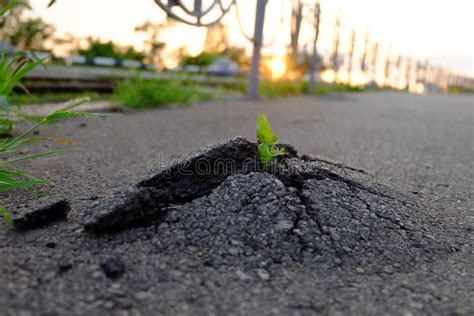 Small And Green Plant Grows Through Urban Asphalt Ground Stock Image