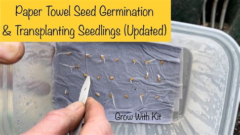 Paper Towel Seed Germination A Step By Step Tutorial Youtube