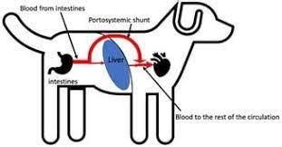 Liver Shunt in Dogs - Inherited Miniature Schnauzer Health Problems | Miniature Schnauzer puppies WA