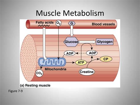 Ppt The Organization Of A Skeletal Muscle Powerpoint Presentation