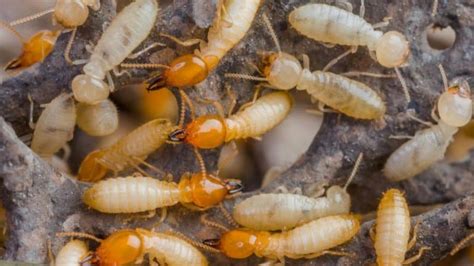 Cómo eliminar las Termitas Forma natural vs Tratamiento con cebos