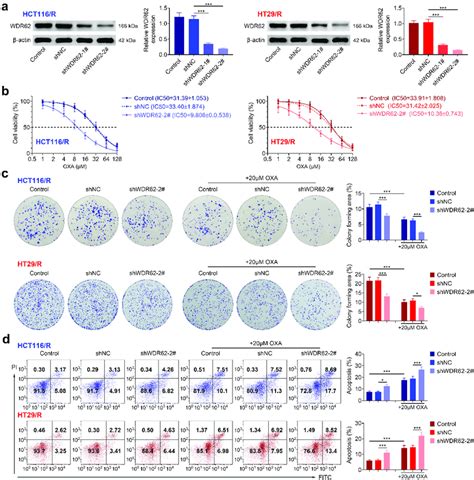 Wdr62 Contributed To Oxaliplatin Resistance In Crc A Hct116r And