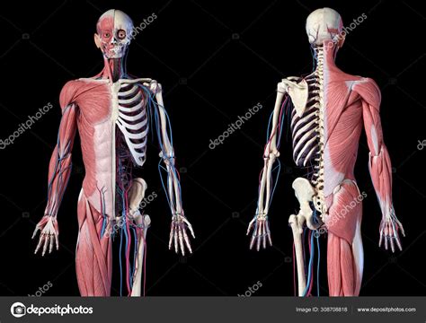 Esqueleto De Corpo Humano M Sculos Veias E Art Rias Vista