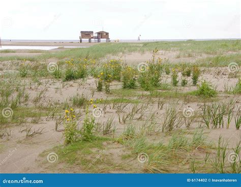 Tidal marsh stock photo. Image of landscape, sail, post - 6174402