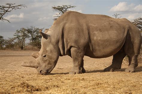 Why Are Rhinos Going Extinct Here’s Why And What You Can Do To Help Touristsecrets