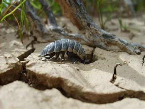 10 Interesting Woodlice Facts | My Interesting Facts