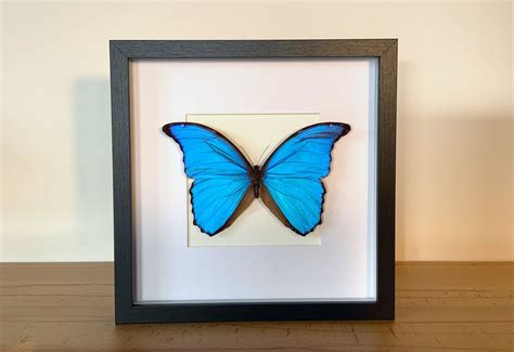 Real Butterfly Morpho Didius XXL Male In A Picture Frame Insect