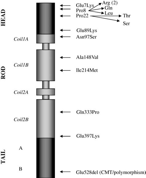 Schematic Representation Of The Neurofilament Light Protein With