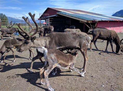 Best Wildlife Encounter In Alaska. Reindeer. Kids Friendly - Grazy Goat