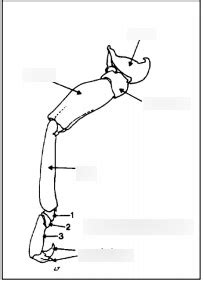 Insect Anatomy Diagram | Quizlet