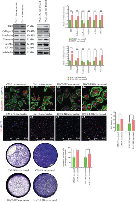 The Effects Of The Internalization Of Cmlbh Exosomes On The