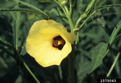 Okra Abelmoschus Esculentus