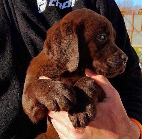 Okoladni Labrador Tenci Labrador Retriver Ba Ka Topola In