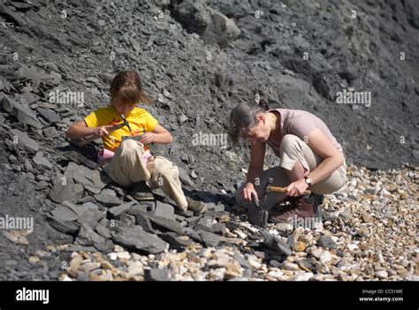 Fossil Hunting On The Jurassic Coast World Heritage Site Charmouth