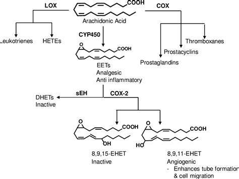 Figure 1 From Epoxyeicosatrienoic Acid EET Stimulated Angiogenesis Is