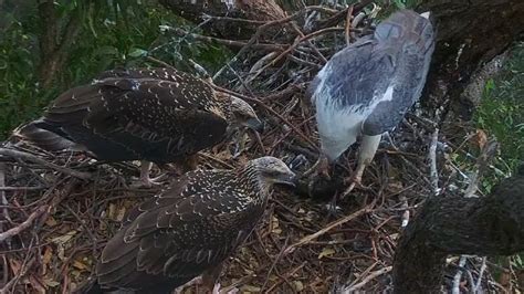 Eagles Mom Brings Eel For Lunch Sea Eaglecam Oct Youtube