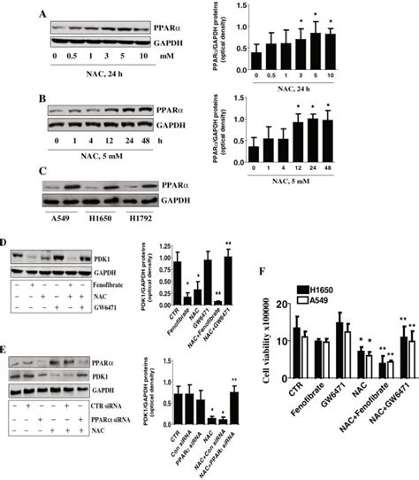 NAC induces protein expression of PPARα Blockade of PPARα abrogates