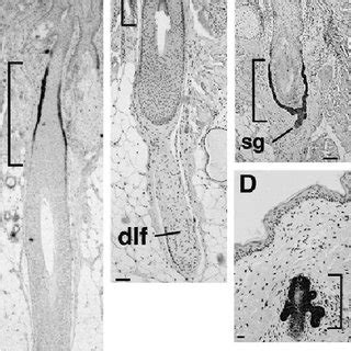 Immunostaining of human hair follicles. ( A ) Anagen follicle stained ...