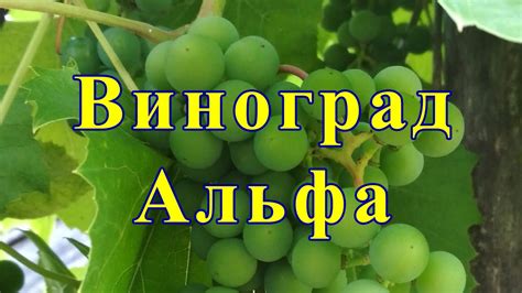 Альфа сорт винограда сумасшедшая нагрузка на один куст 300 побегов ...