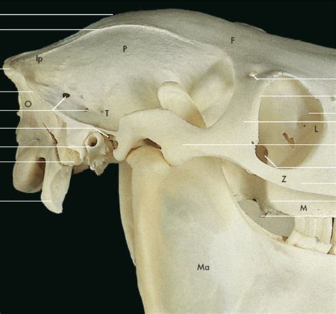 Neurocranio Di Cavallo Faccia Laterale Diagram Quizlet