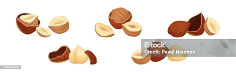 Hazelnut Kernel In Cracked Shell And Husk Vector Set Stock Illustration