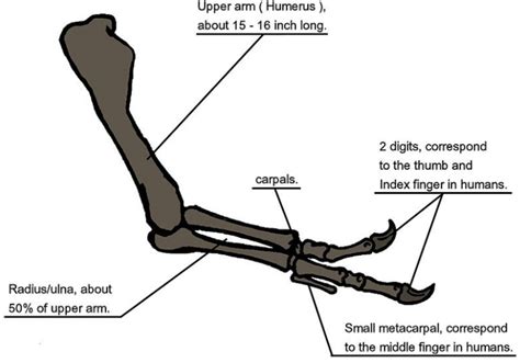 The Purpose Of T Rexs Small Arms Owlcation