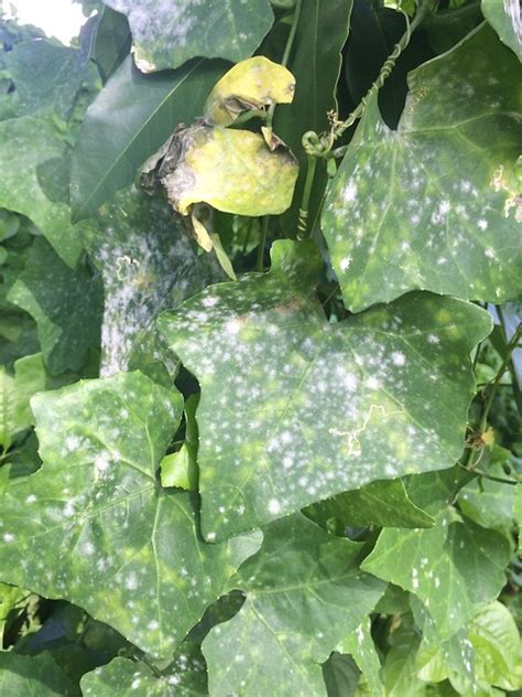 Ivy Gourd Coccinia Grandis Powdery Mildew Flickr Photo Sharing