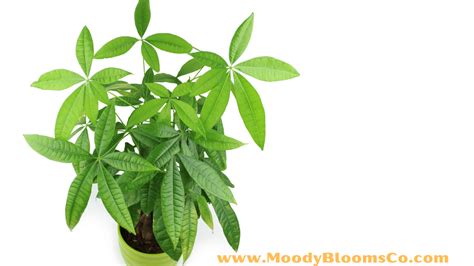 Pachira Aquatica Money Tree Plant Complete Care Guide Moody Blooms