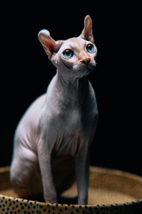 A Blue Eyed Sphynx Cat · Free Stock Photo