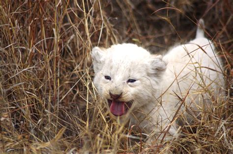 cute lion cubs - Lion cubs Photo (36139529) - Fanpop