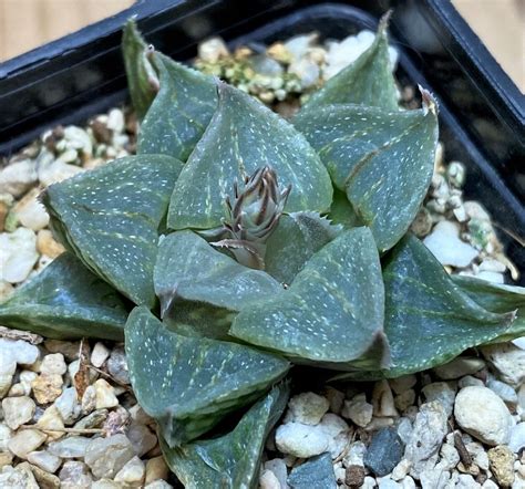 sh haworthia magnifica hybrid cactus