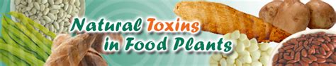 Natural Toxins in Food Plants