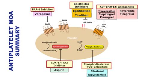 Drugs Affecting Coagulation Flashcards Quizlet