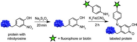 3 Nitrotyrosine