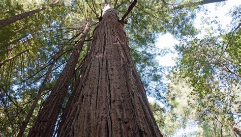 care este cel mai inalt arbore din lume info natura