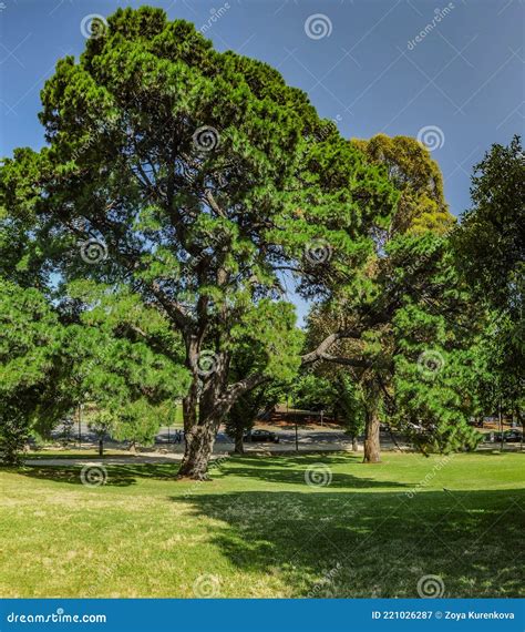 Parks and Gardens of Melbourne Stock Image - Image of street, tree ...