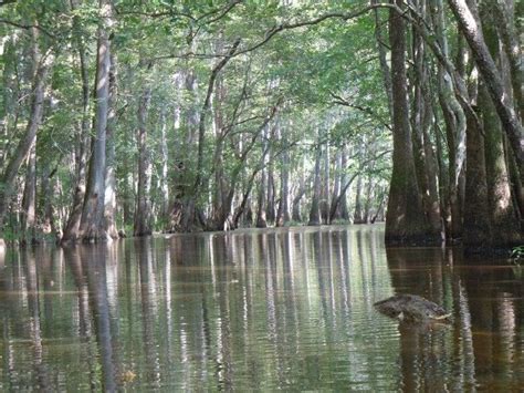 Waccamaw National Wildlife Refuge In Georgetown, SC