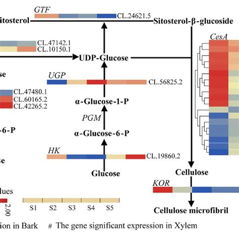 Heatmap Depicting The Expression Profiles Of DEGs Involved In