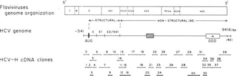 Schematic Representation Of The HCV Genome And Location Of HCV H CDNA