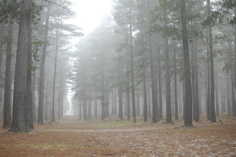 森林 靄 霧 Pixabayの無料写真 Pixabay 森林 靄 霧 Pixabayの無料写真 Pixabay