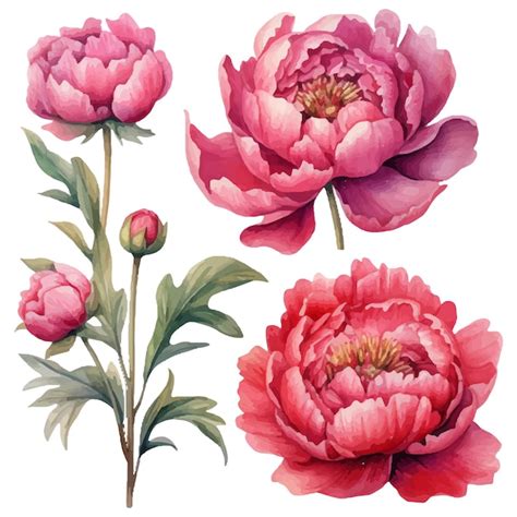 Premium Vector Peony Flower Set Watercolor Vector Illustration