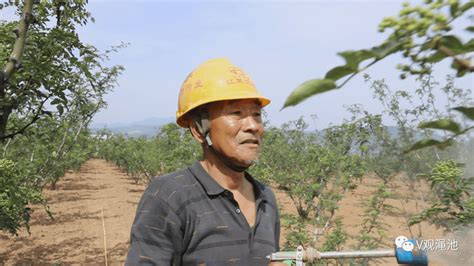 记者走基层•一线看振兴｜河南渑池：椒香四溢 南村乡三万亩花椒丰收在望种植青山村村民