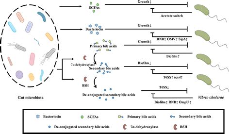 Frontiers Vibrio Cholerae Classification Pathogenesis 50 Off