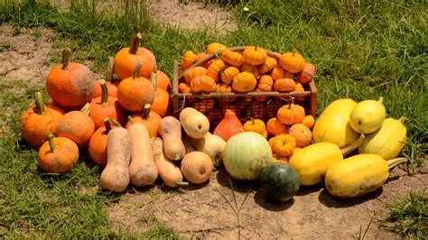 Squash Harvest | Hot Sex Picture