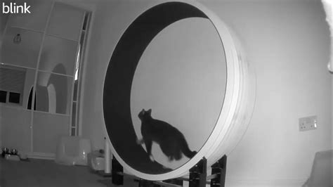 Cat Exercise Wheel Youtube