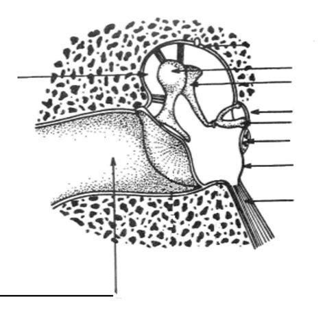 Middle Ear Diagram Diagram | Quizlet